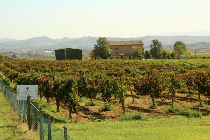 TENUTA GALVANA SUPERIORE CASTELVETRO MODENA – GALLERIA 001_web
