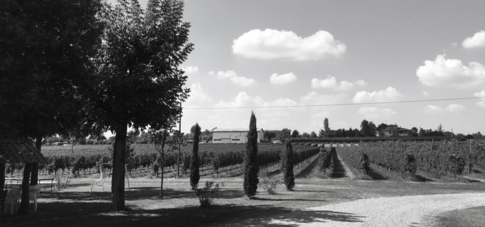 TENUTA GALVANA SUPERIORE CASTELVETRO MODENA – GALLERIA 003_web