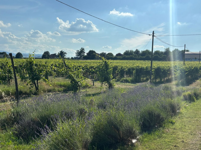 TENUTA GALVANA SUPERIORE CASTELVETRO MODENA – GALLERIA 009_web